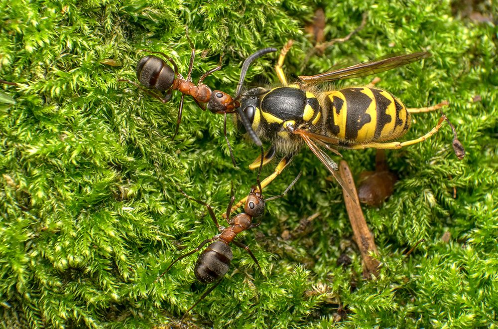 Photograph by Kis Szilveszter