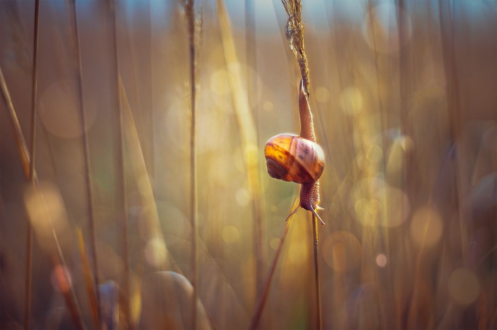 Фотография автора Marina Montale