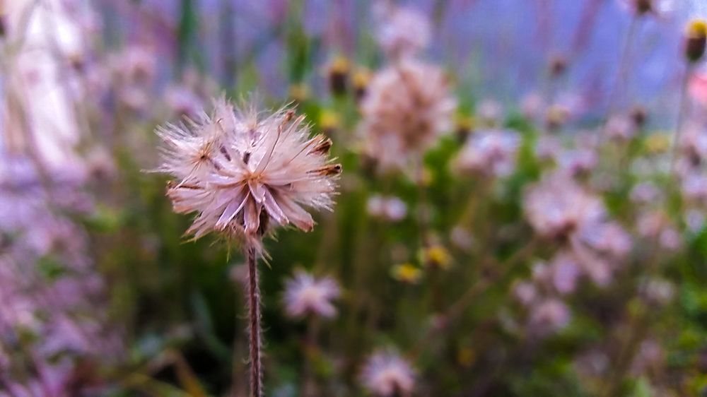 Photograph by Mohacid Leal