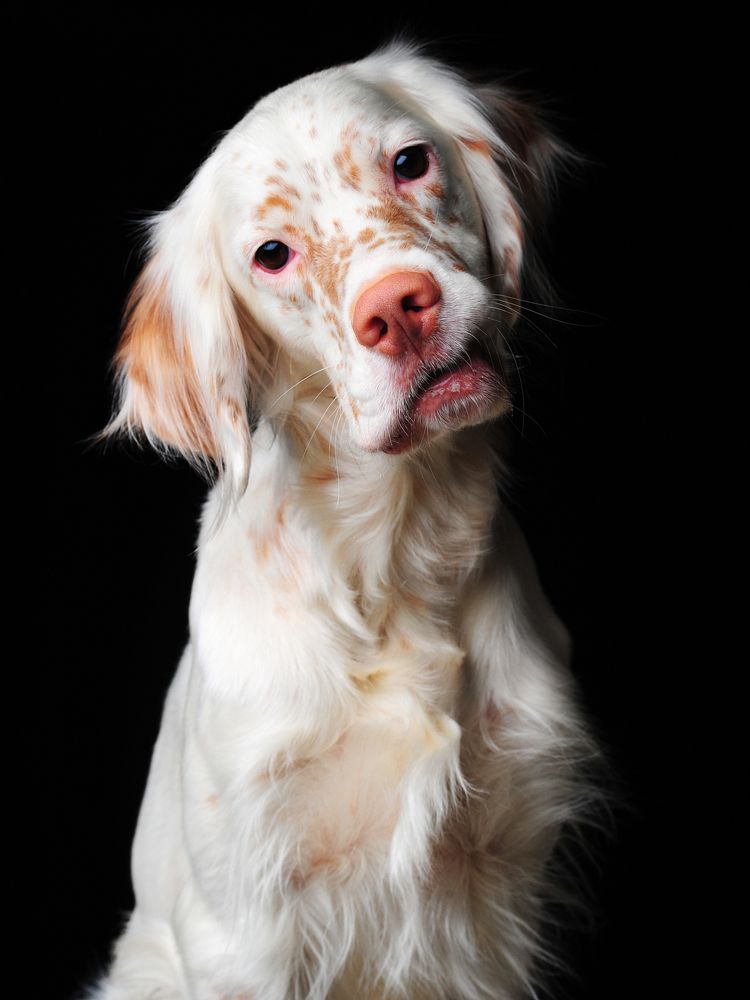 Портрет друга.