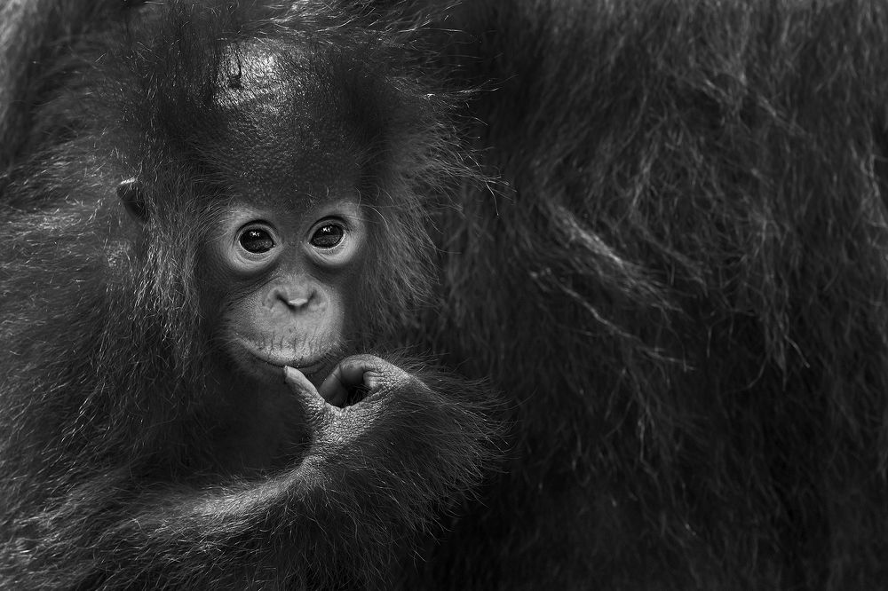 Curios Orang Utan Baby