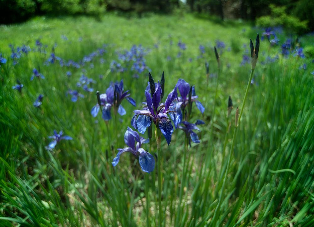 Ирисы на Демерджи