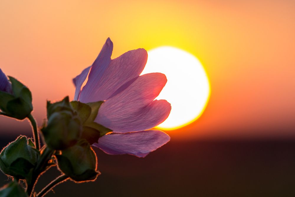 Прощальный взгляд на солнце