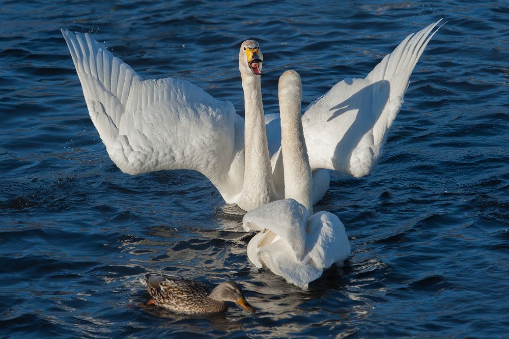 Ты и я одной тени!