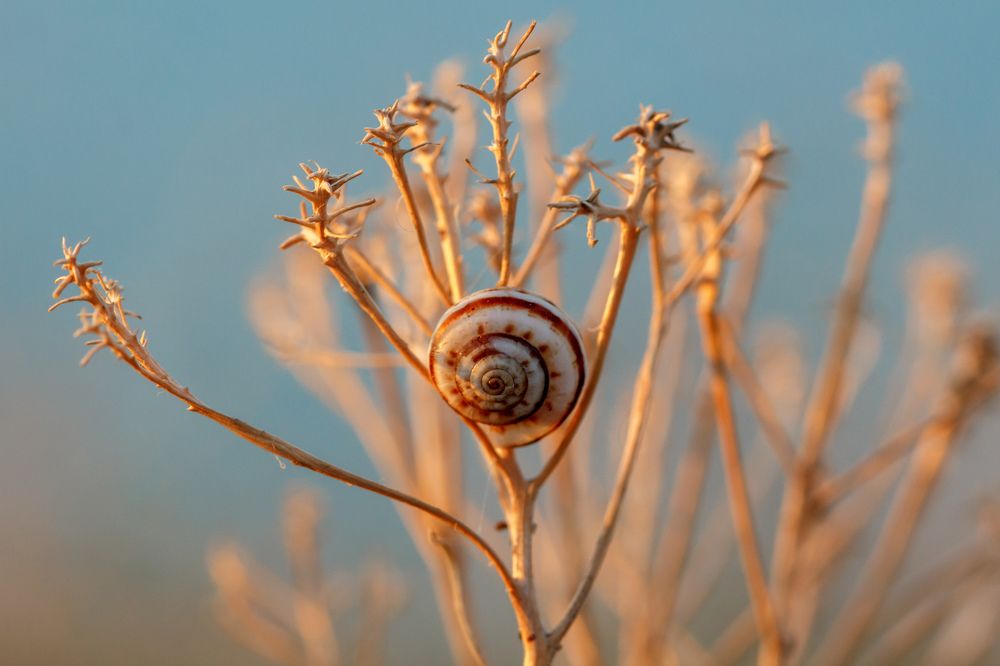 Микродомик на дереве