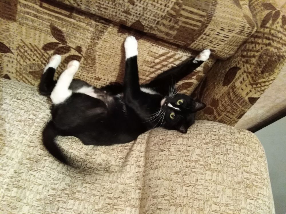 Любимая кошка