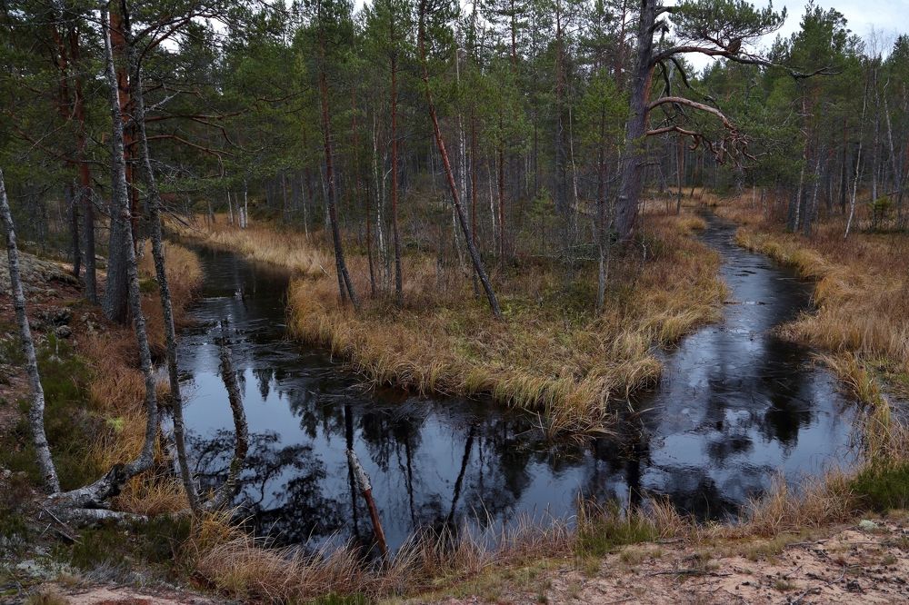 Лесная речка.
