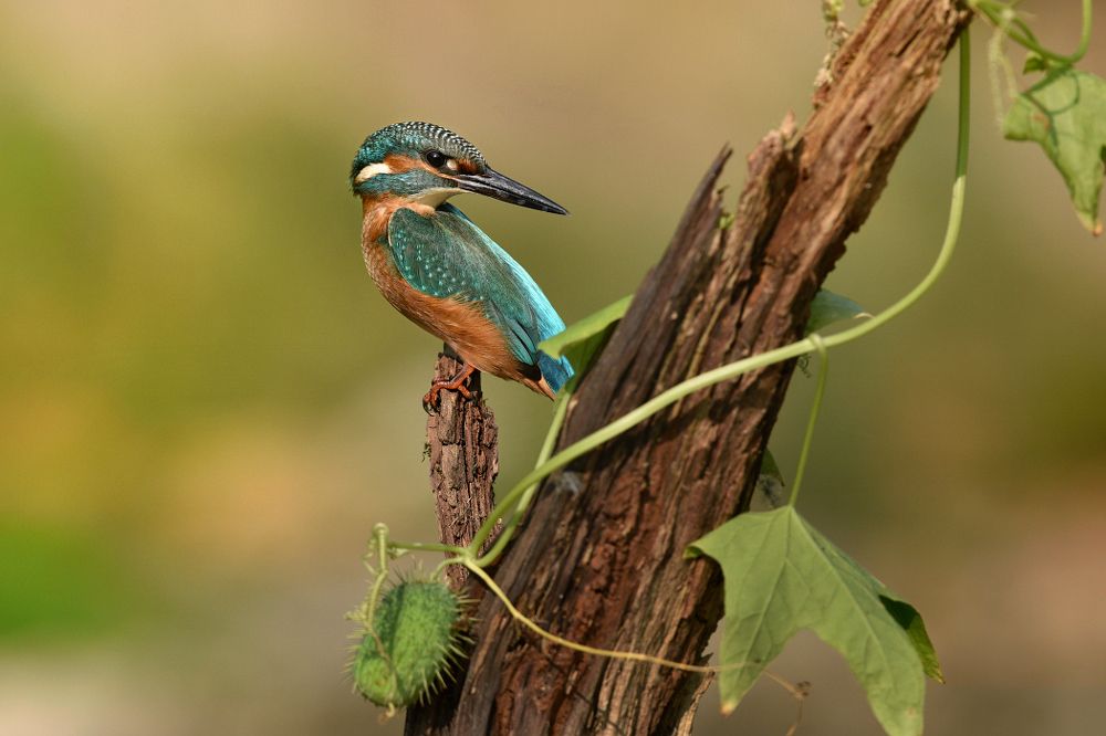 kingfisher