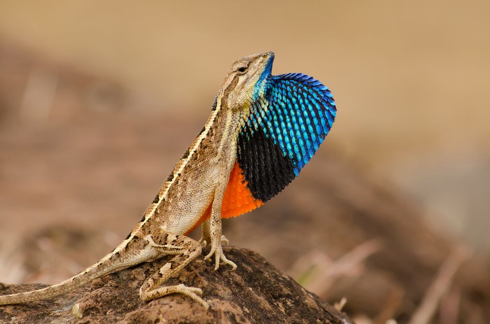 The Macho Man (Fan Throated Lizard)