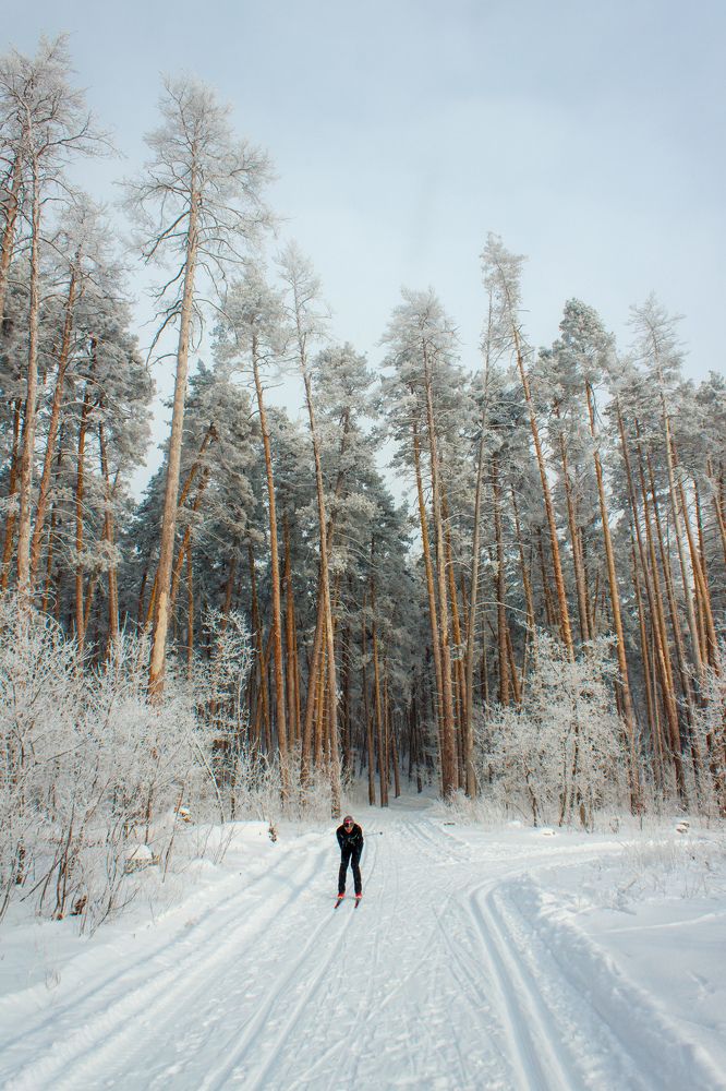 Лес, январь и лыжи