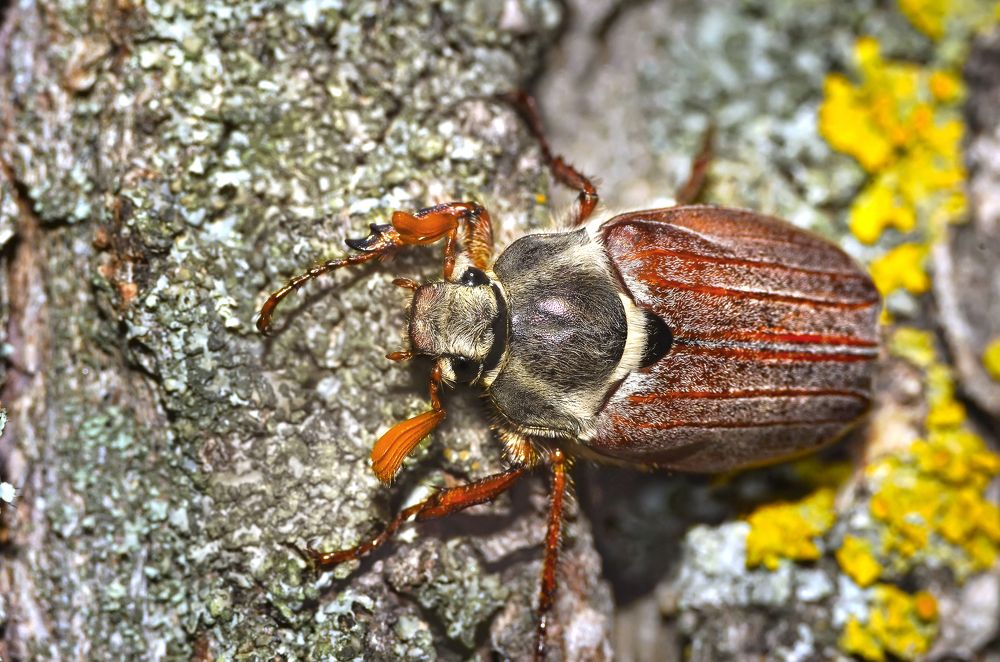 Майский жук