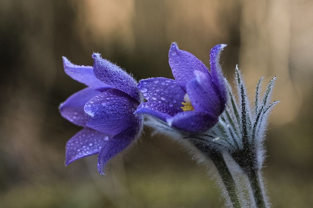 Pulsatilla