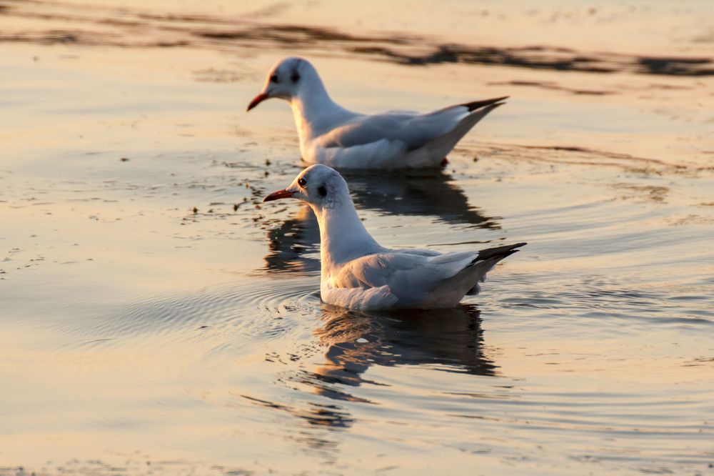 Провожающие день