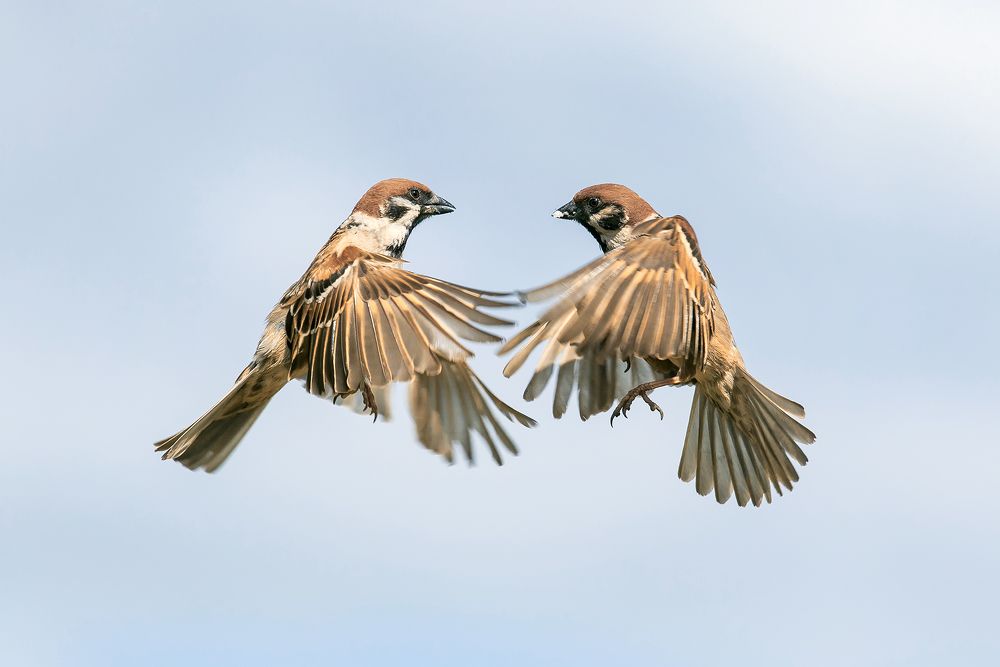 на повышенных тонах