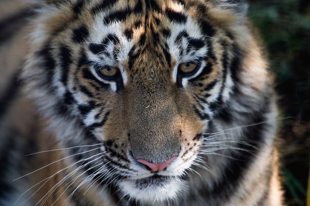 Взгляд одинокого хищника