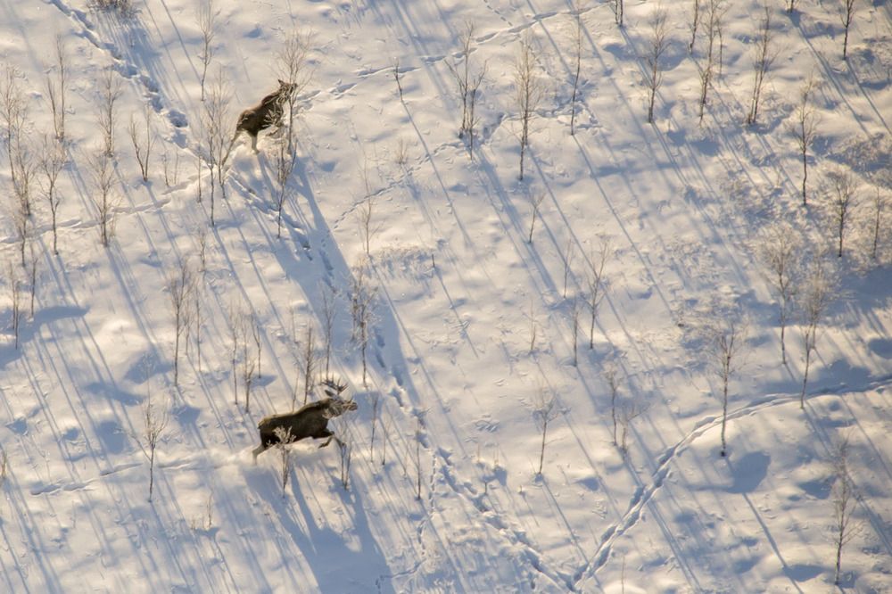 Лосиный остров