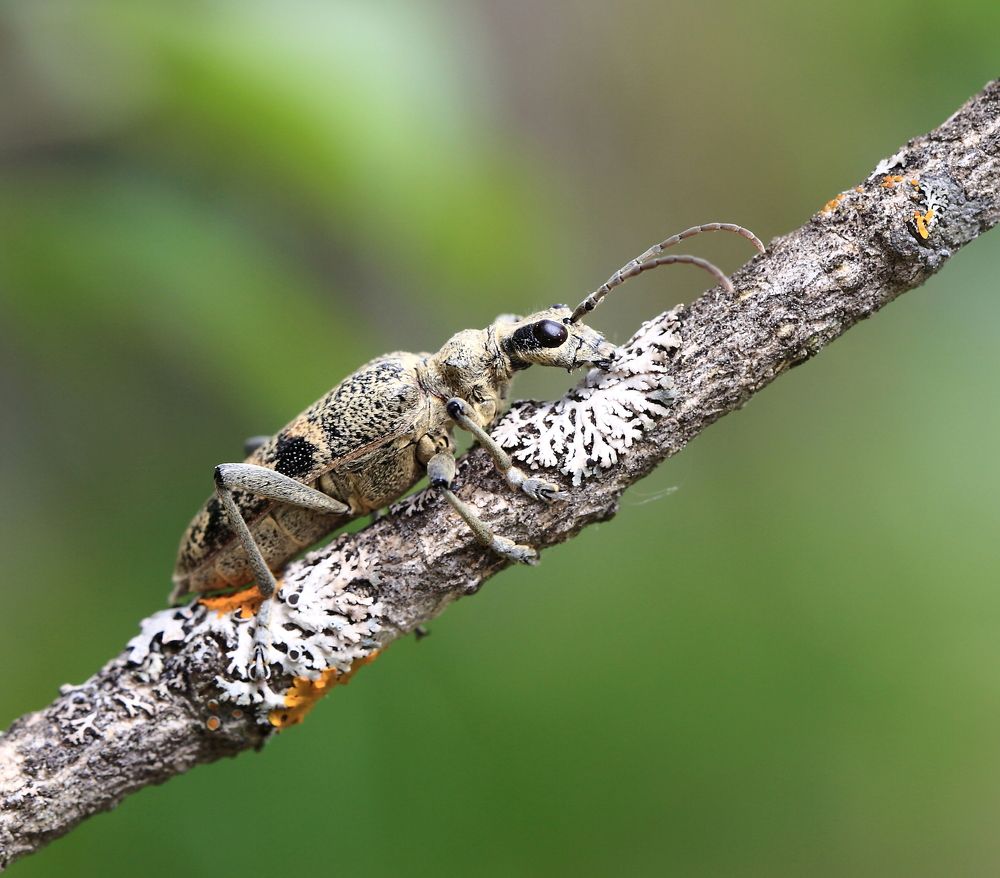 Photograph by Елена Красавина