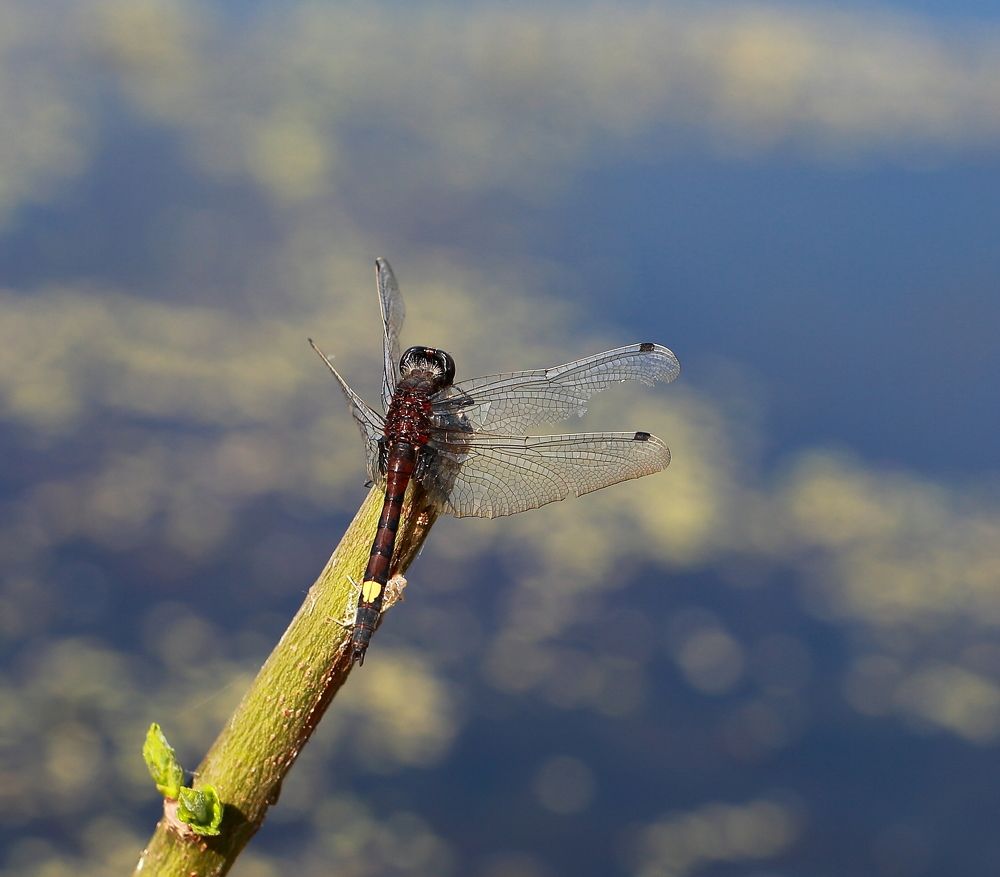 Photograph by Елена Красавина