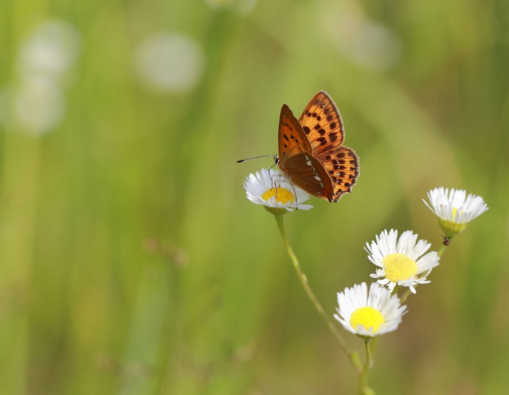Photograph by Елена Красавина
