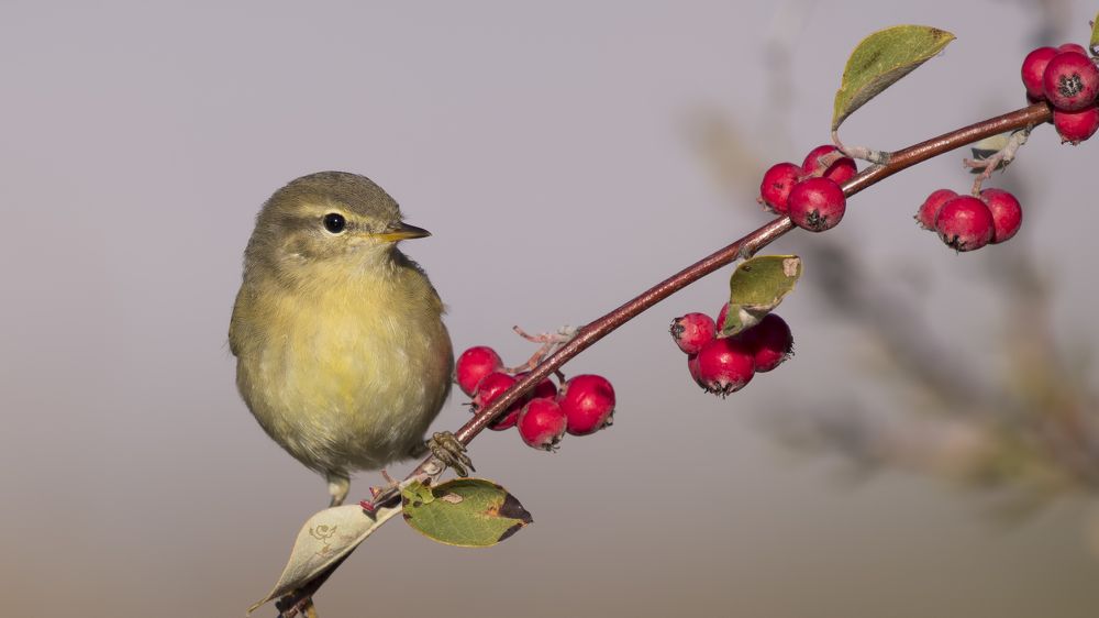 The Red and the Bird