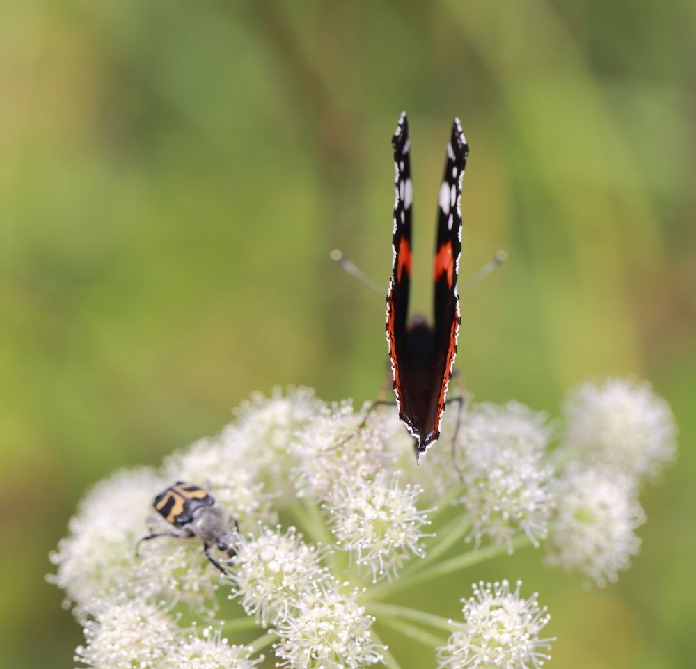 Photograph by Елена Красавина