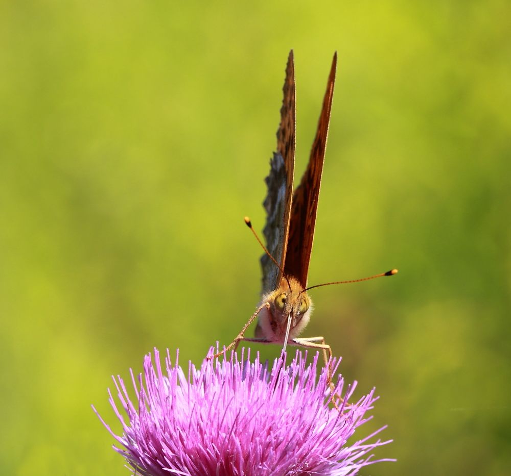 Photograph by Елена Красавина