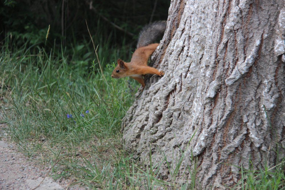 Curious squirrel