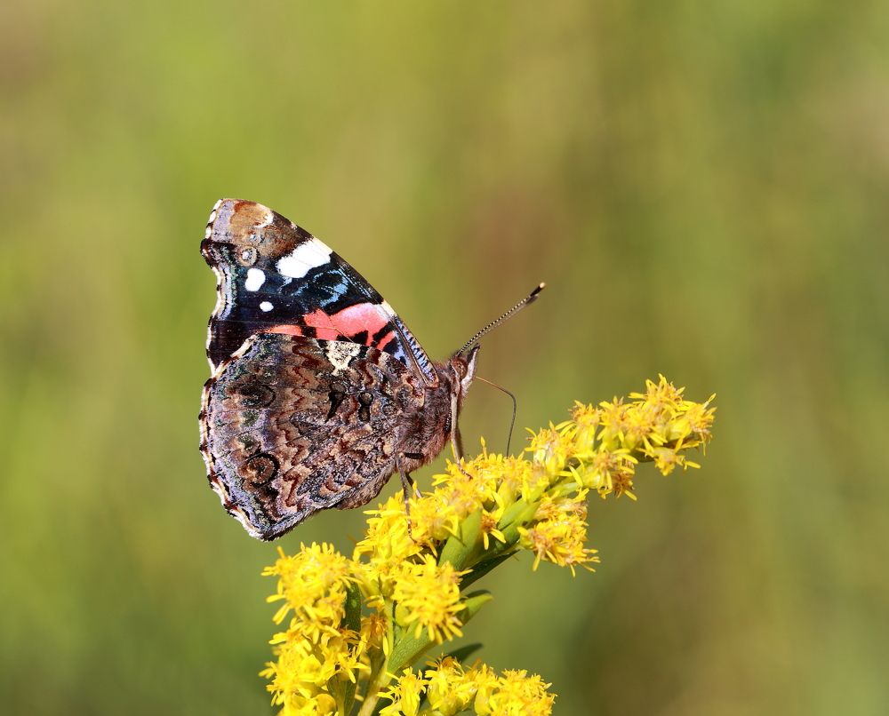 Photograph by Елена Красавина