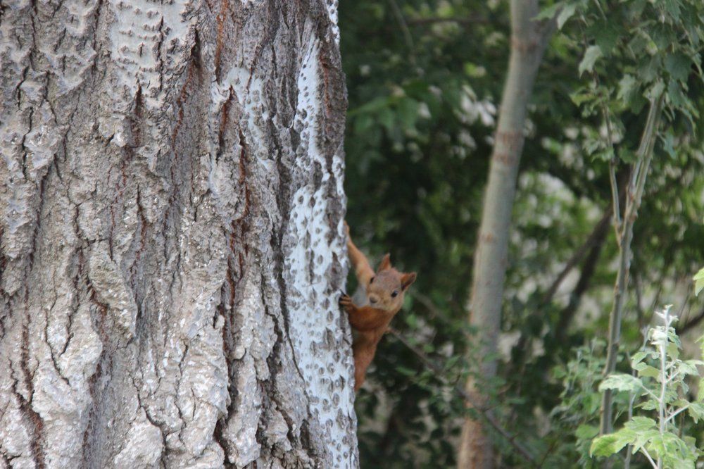 Curious squirrel