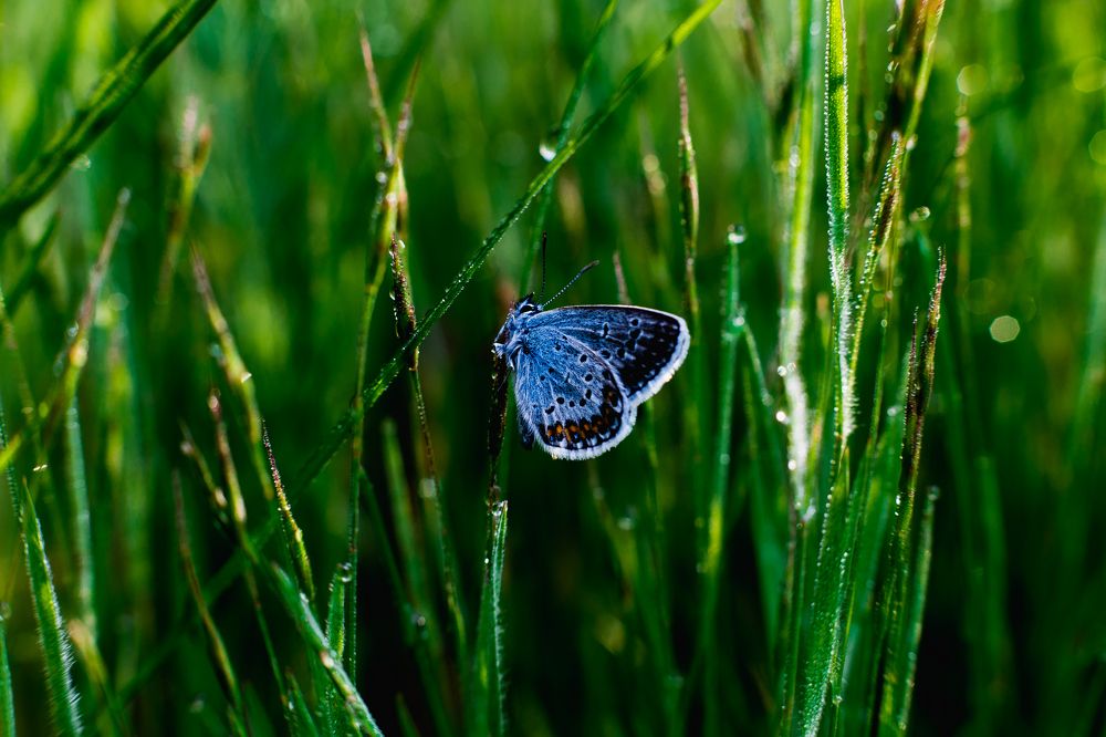 Утренняя бабочка
