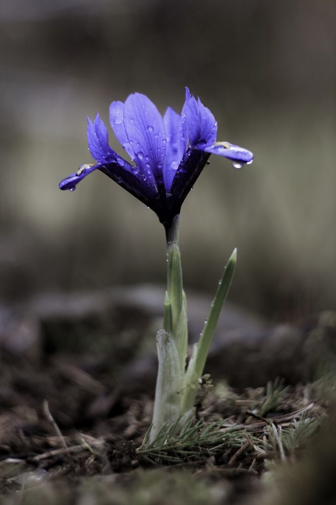 Mini iris