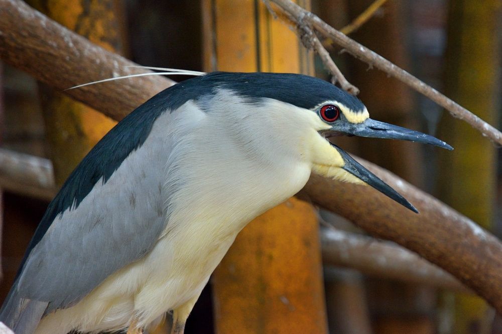 Black-crowned Night Heron