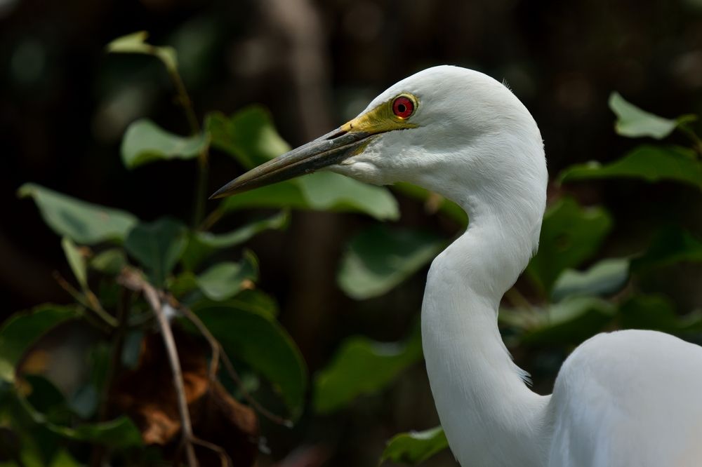 Portrait of a Great Egret