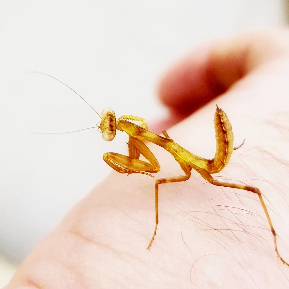 Богомолчик!