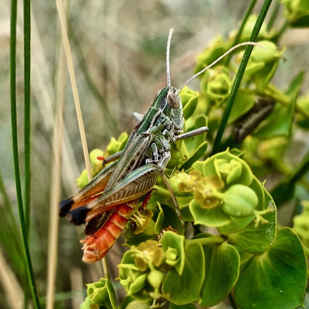 Кузнец-молодец!