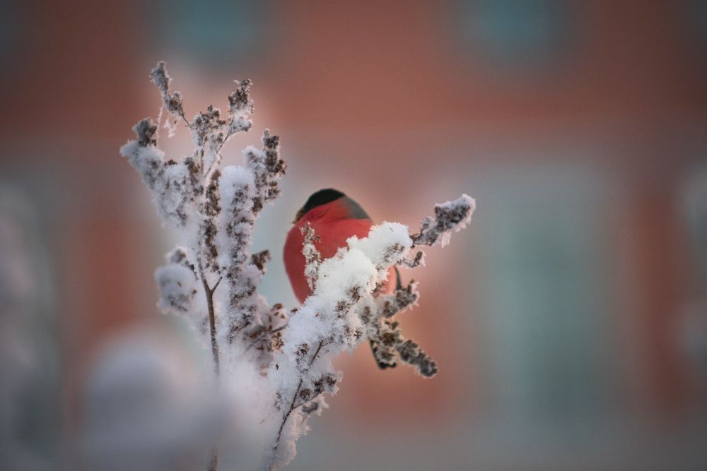 Красавец-снегирь