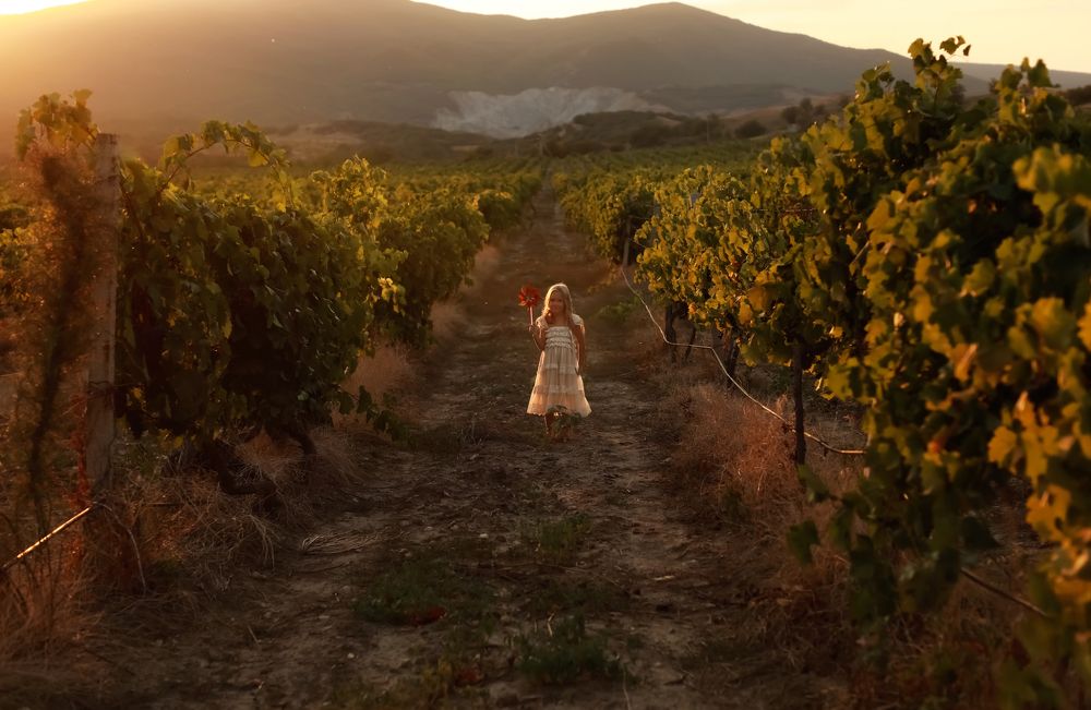 Закат в виноградниках