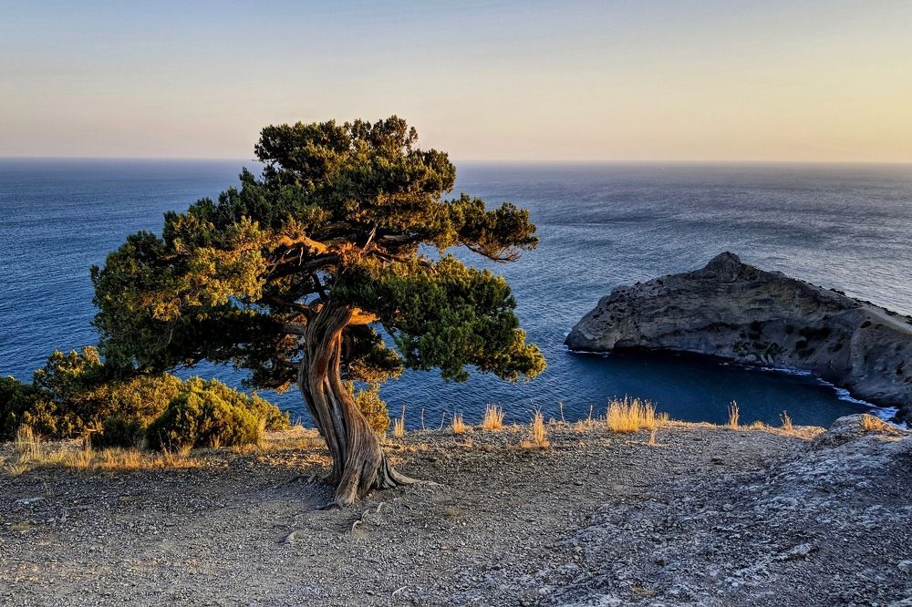 Сосна на закате. Новый Свет.