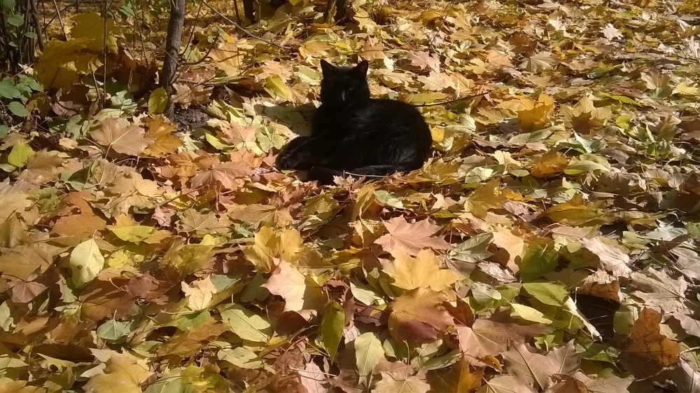 Photograph by Виктория Светлова