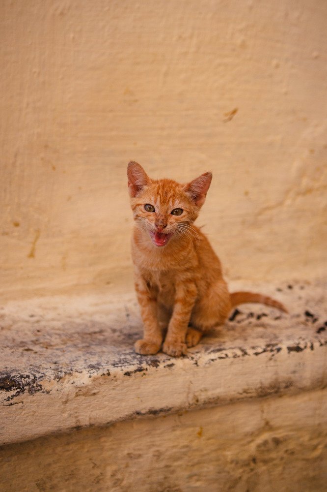 wild kitten on the streets of Fez