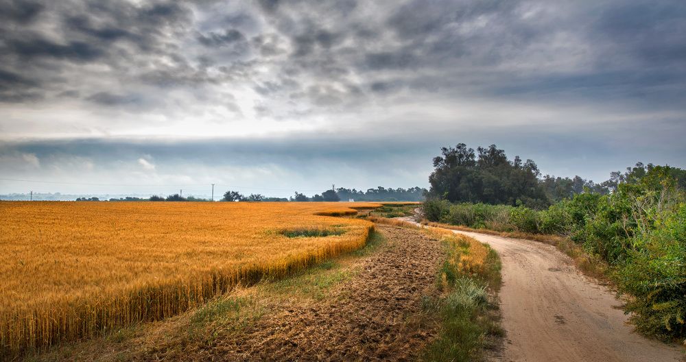 -на хлебном поле-