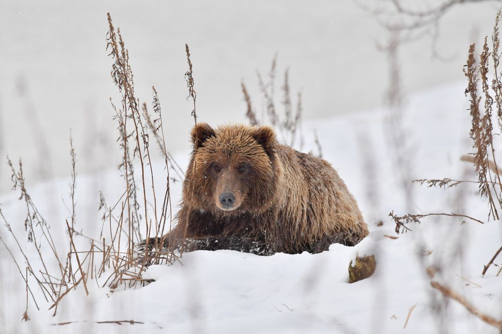 Послеполуденный отдых