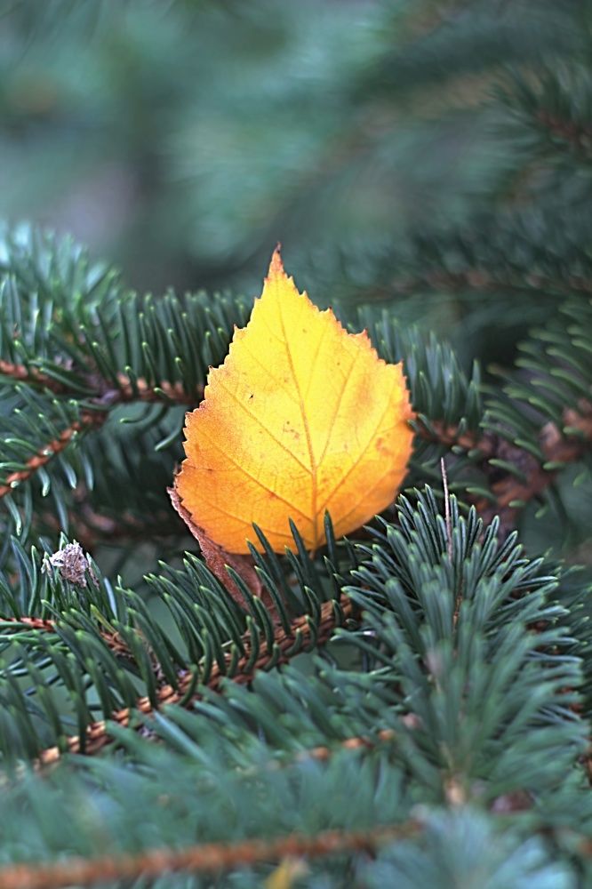 Последний лист