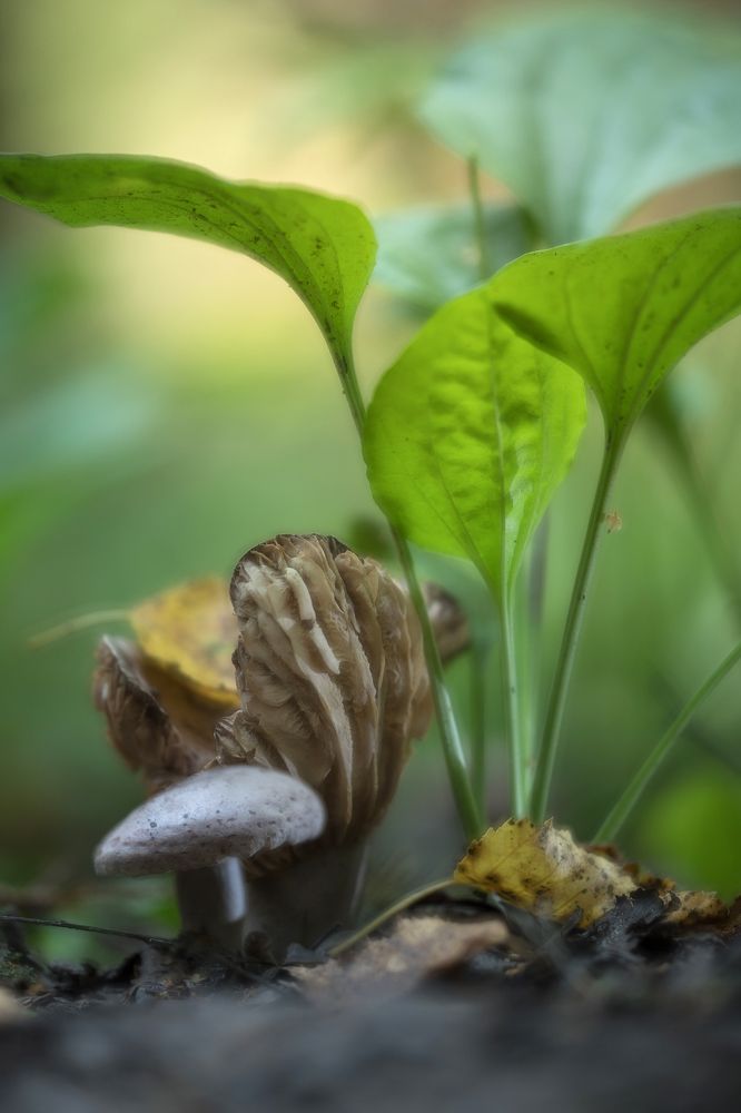 Стар и млад