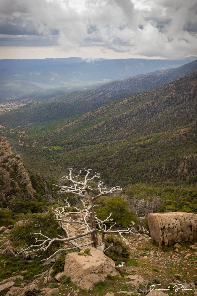 Dead .... But on Top