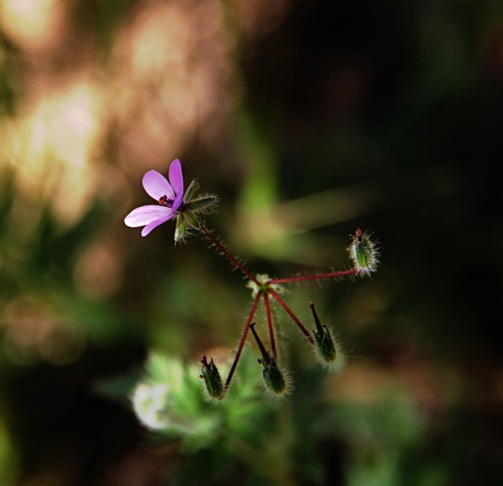 Фиолетовое одиночество