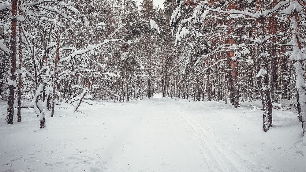Снежный лес
