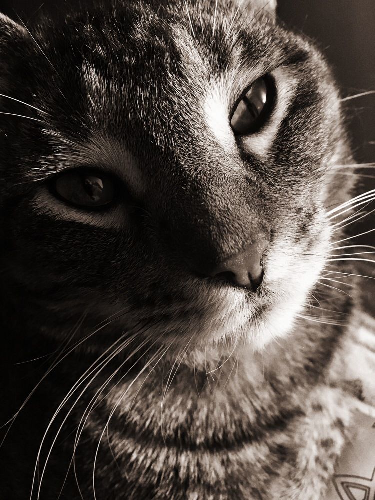 Curious Cat