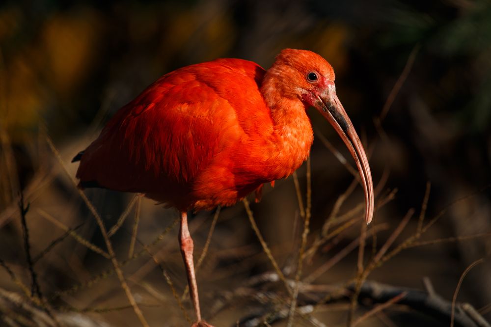 Photograph by Сергей Синелобов