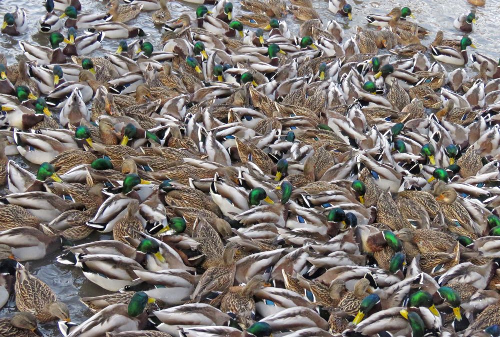 Столпотворение